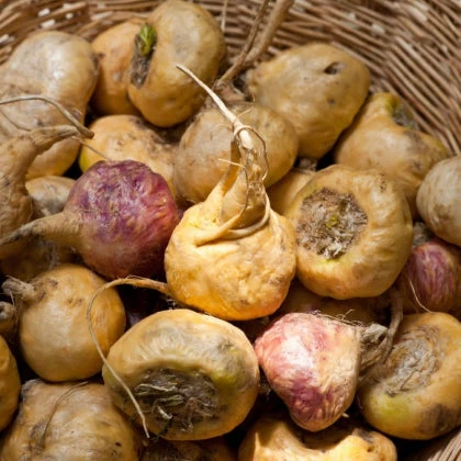 Maca